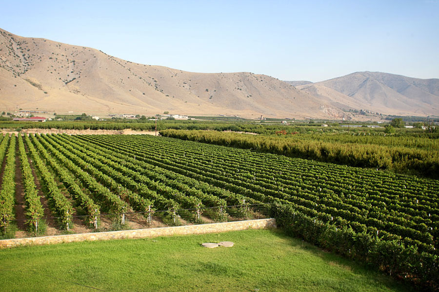 road with 'Domaine Migas' vineyards of both sides and mountains in the background